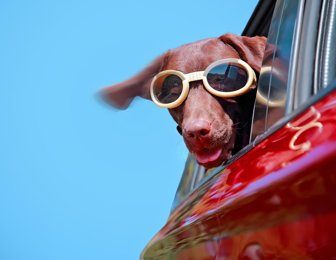 chocolate lab riding in a car with her head hanging out wearing goggles